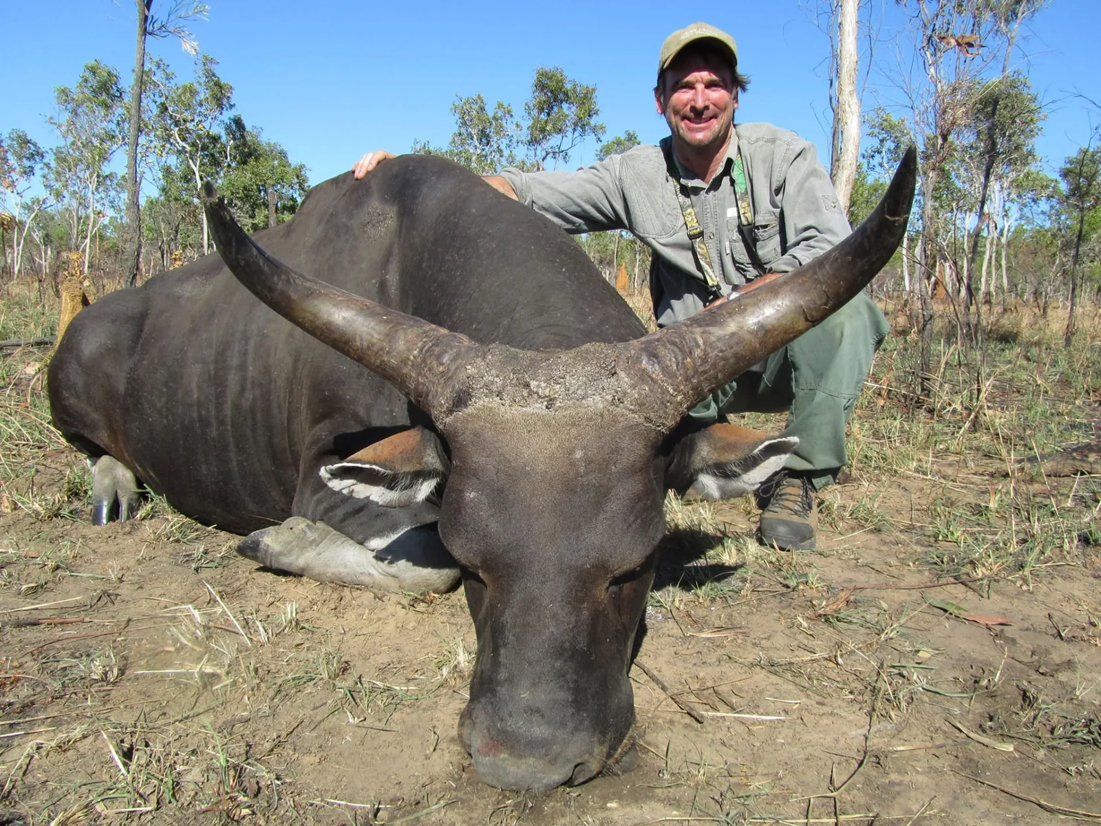 Hunter with a heavy-horned water buffalo bull