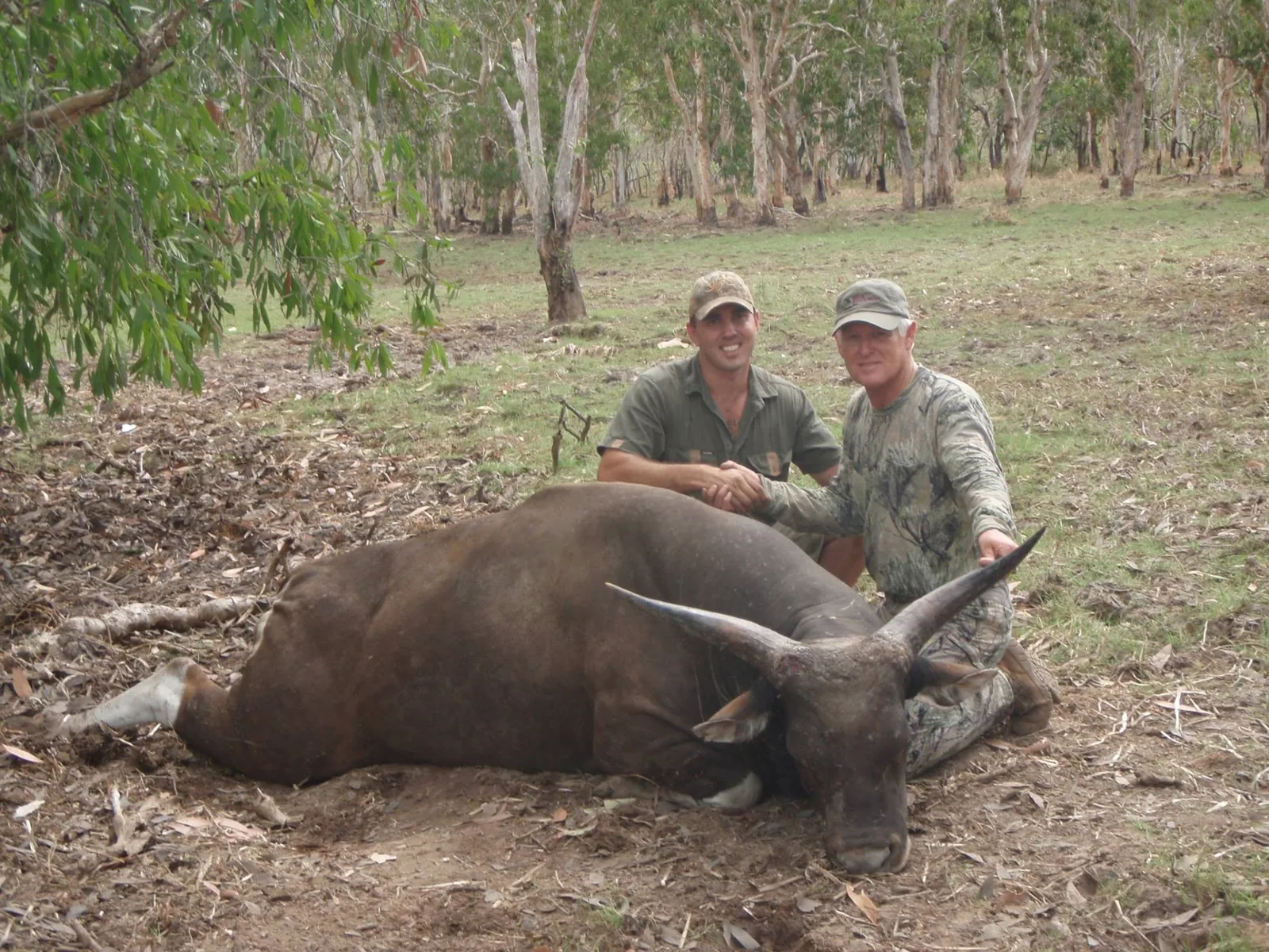 Two hunters shaking hands over a banteng bull in paperbark timber