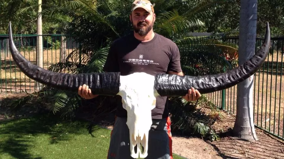 Wide buffalo skull and horns held up after the hunt