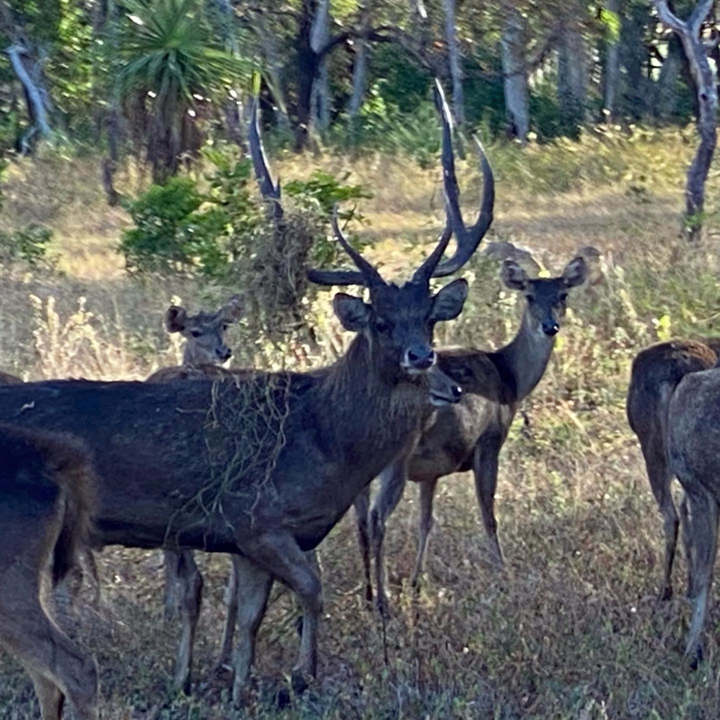 Deer & Goat — Cervus · Capra