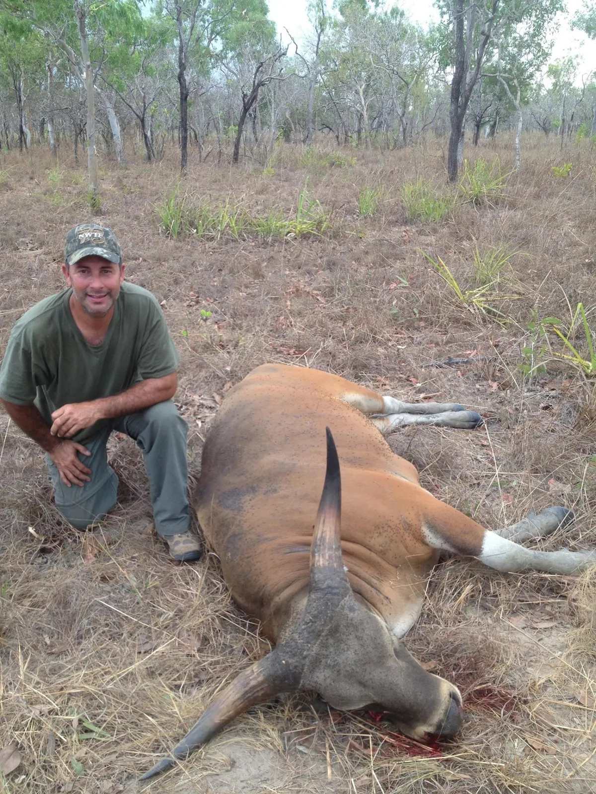 Hunter with a banteng bull in open woodland