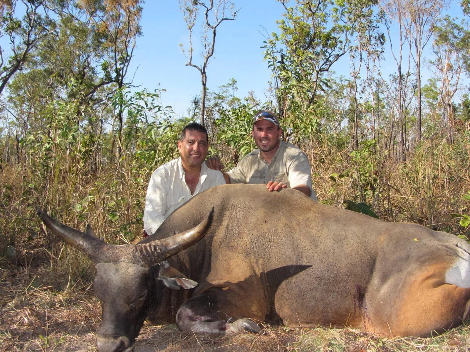 Two hunters with a banteng bull in scrub country